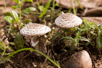 poisons mushrooms growing