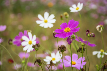 The blossoming galsang flowers closeup in garden
