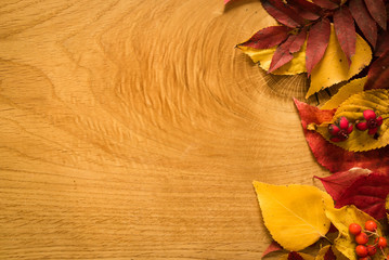 Colorful background of fallen autumn leaves, with copy space