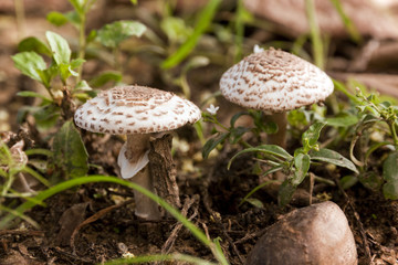 poisons mushrooms growing