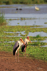 Pélicans et cigognes en Afrique, Tanzanie