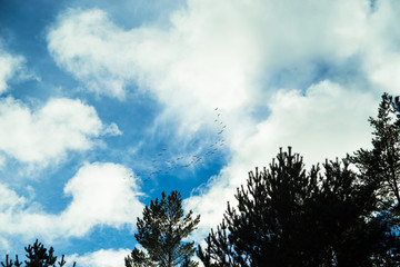 Obraz premium Birds flying to the warm countries