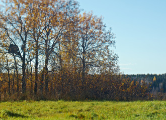 Autumn rural landscape