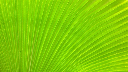 Obraz premium Green Palm Leaf