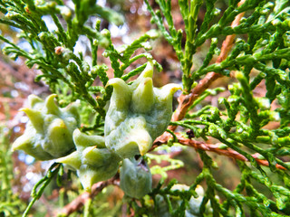 Fruits of the thuja tree on early autumn