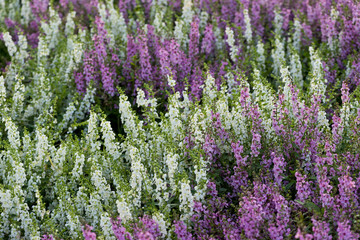 Obraz premium Delphinium,Candle Delphinium,many beautiful purple and blue flow