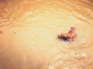 golden retriever swims in river