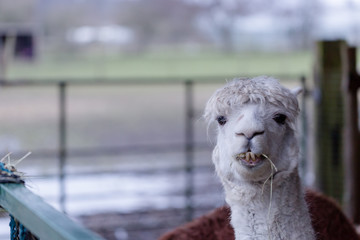 Funny lama © Tommy Lee Walker