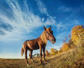 horse grazing on a sunny meadow