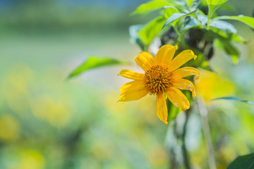 Mexican sunflower