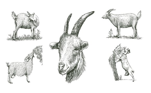 sketches of goat drawn by hand. livestock. animal grazing