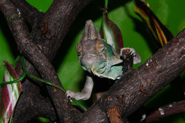 Chameleons Yemeni or Chamaeleo calyptratus