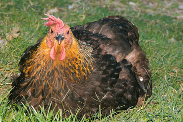Primo piano di un pollo