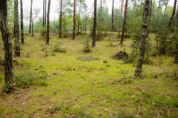 Clearing in the woods.