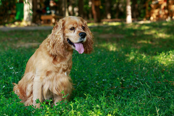 dog breed American Cocker Spaniel
