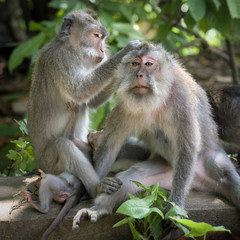 Naklejka na ściany i meble Macaque Monkeys