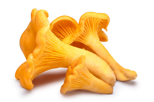 Chanterelles (Cantahrellus cibarius), paths
