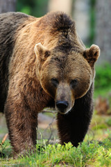 Plakat brown bear portrait. male brown bear