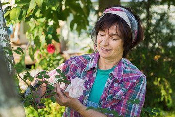 Naklejka na ściany i meble Happy mature woman is cutting rose in garden