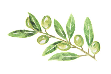 Watercolor green olive on white background. Tasty gourmet food. Ingredient for pizzas or salads.