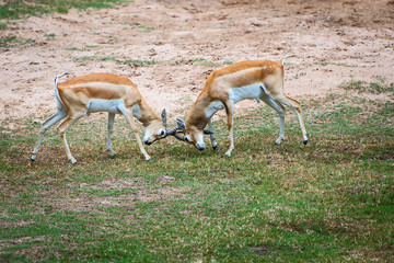 springbok