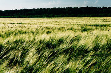 Green field