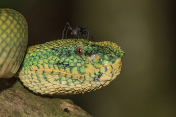 Temple Viper Snake. Wagner's Pit Viper.