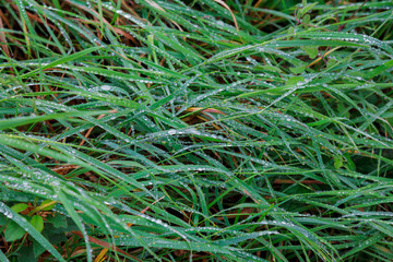 Naklejka na ściany i meble fresh green grass with drops of water, close-up