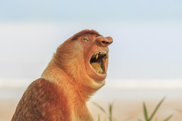 Naklejka premium Proboscis Monkey. Smile, teeth, mouth.