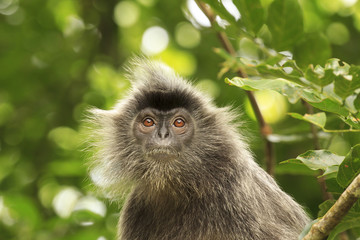 Silvery Leaf Langur Monkey