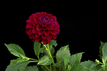 Dahlia dark red color (flowers on a black background)