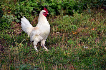 Coq nain blanc  dans l'herbe
