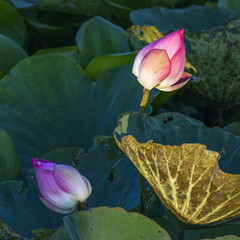 Lotus flower in Ban Thale Noi, nature reserve, Thailand