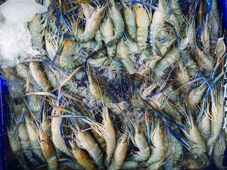 Closeup Fresh shrimp at the market,Thailand