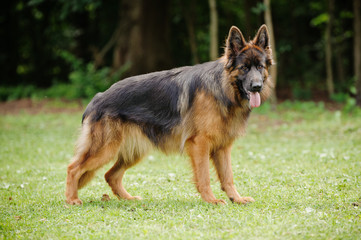 german shepherd