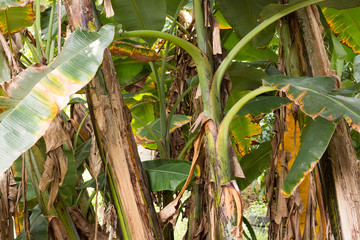 bark of banana ,banana make desert,banana have sweet