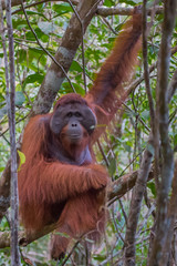 Auburn orangutan Pongo looks right (Borneo, Indonesia)