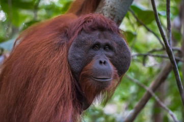 Auburn orangutan Pongo close-up (Borneo, Indonesia) © alekseev