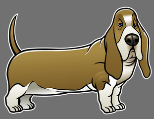 basset hound dog