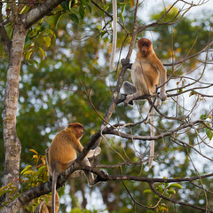 A pair of Dutch Monkey sit on a tree (Kumai, Indonesia)
