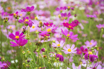 Obraz na płótnie Canvas The blossoming galsang flowers closeup in garden 
