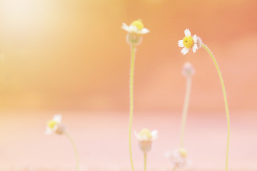 Little white flower grass soft and sweet tone with selective focus