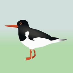 An oyster catcher 