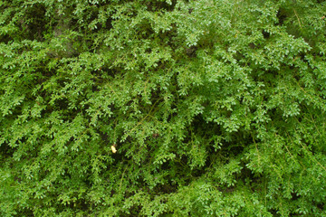 Green fern and moss growing on wall