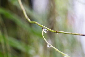 Rain Drops on small Plant after a Rainstorm Macro
