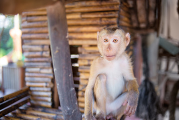 Little monkey in bamboo house.