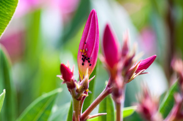Lauriers roses infestés de pucerons.