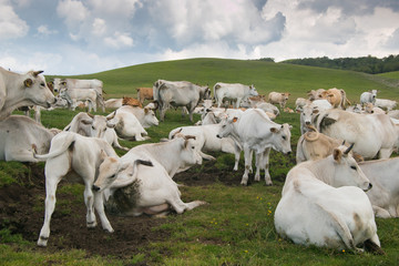 Fototapeta premium Mucche e tori nei verdi pascoli di montagna
