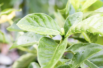 Obraz premium green leaf from natural with water drop, green leaf make to background or pattern ,water drop on green leaf