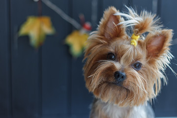 Yorkshire terrier near the black fence with autumn yellow leaves